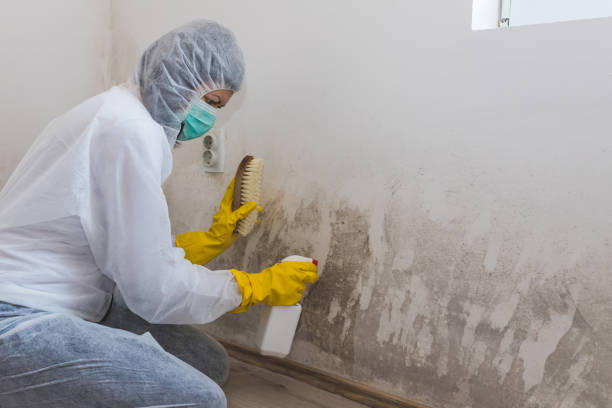 Best Toxic Mold Removal  in Sullivan, IN
