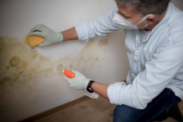 Best Mold Remediation  in Sullivan, IN