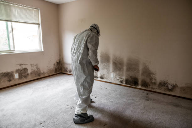 Best Mold Remediation Services  in Sullivan, IN