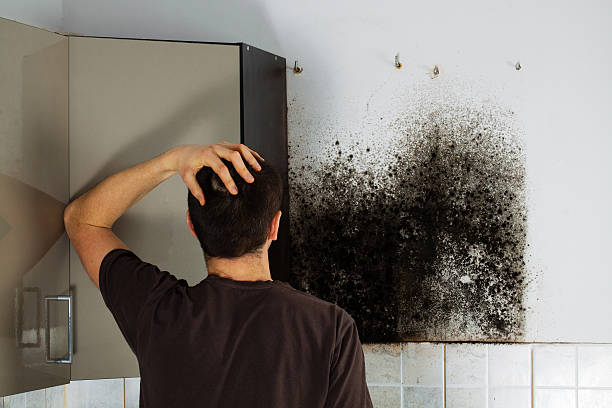 Best Mold Cleaning Services  in Sullivan, IN