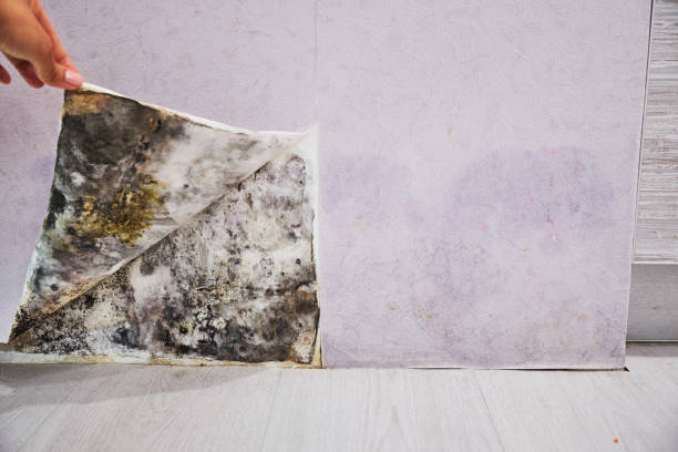 Best Fast Mold Removal  in Sullivan, IN
